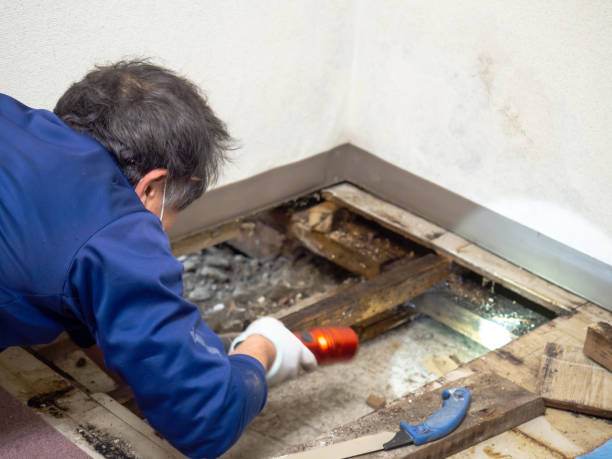 Best Local Mold Removal Service  in Hewlett, NY