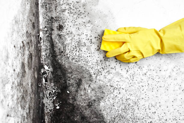 Best Mold Testing  in Hewlett, NY