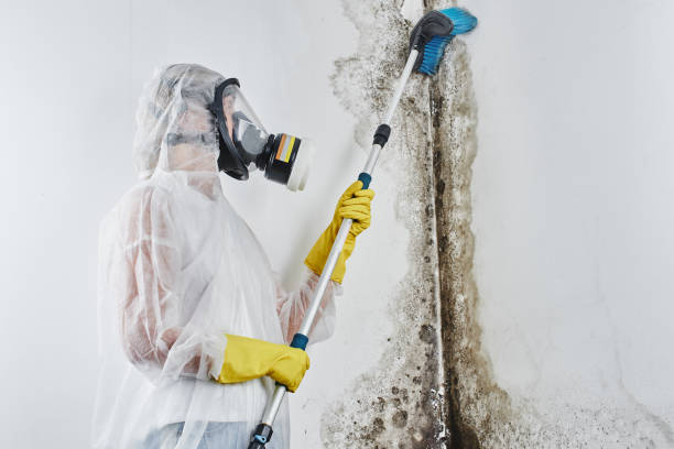 Best Attic Mold Removal  in Hewlett, NY