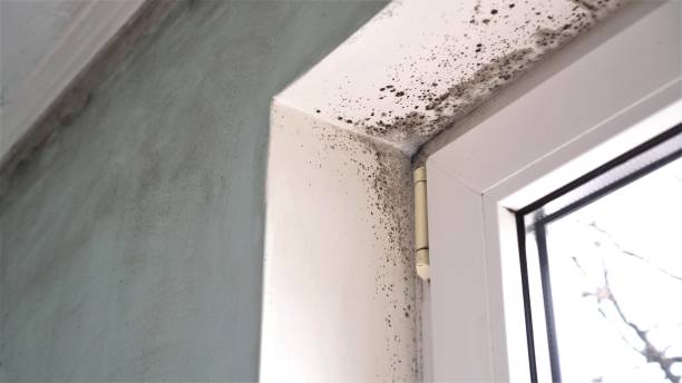 Best Toxic Mold Removal  in Hewlett, NY