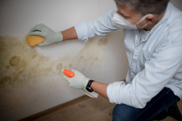 Best Emergency Mold Removal  in Hewlett, NY