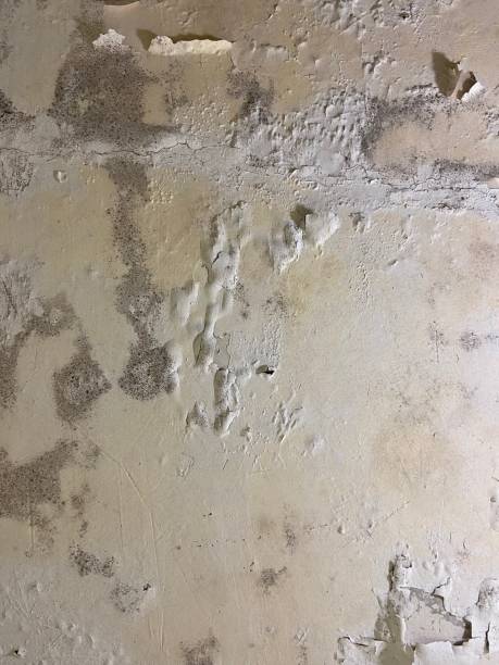 Home Mold Removal in Hewlett, NY