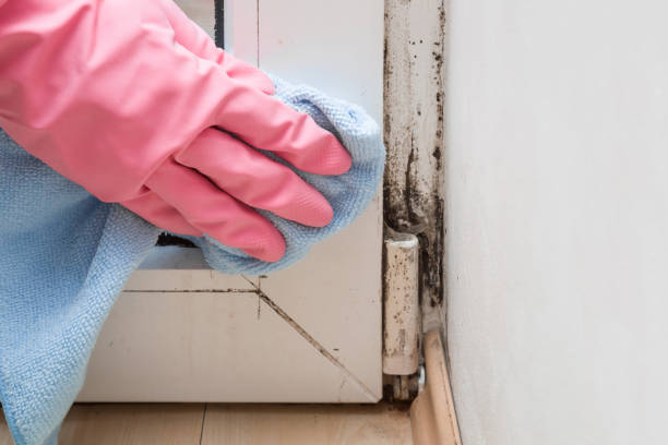 Best Mold Testing  in Hewlett, NY