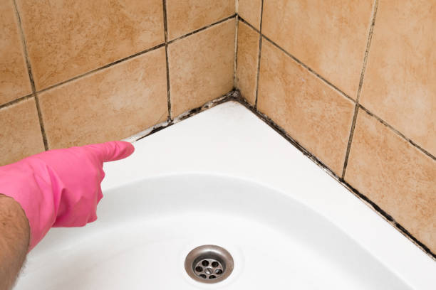 Best Professional Mold Removal  in Hewlett, NY